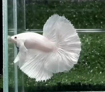 A077 - White Platinum Halfmoon Dumbo (Big Ear) Paar