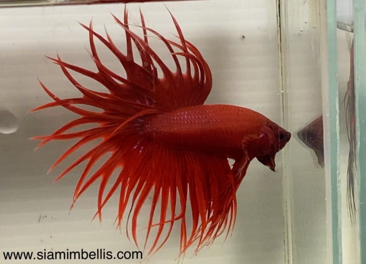 S244 - Red Crowntail Paar
